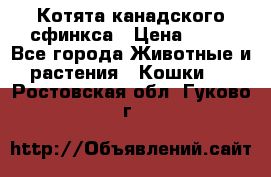 Котята канадского сфинкса › Цена ­ 15 - Все города Животные и растения » Кошки   . Ростовская обл.,Гуково г.